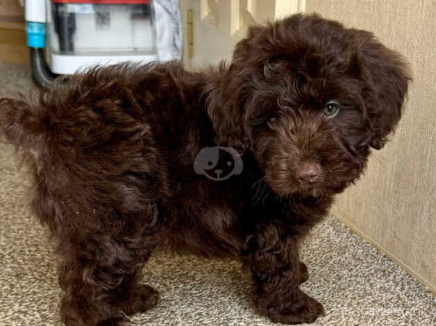 F1 miniature cockapoo's 2 boys left for sale in Aberdeen, Aberdeen City