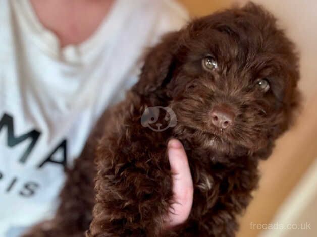 F1 miniature cockapoo's 2 boys left for sale in Aberdeen, Aberdeen City - Image 2