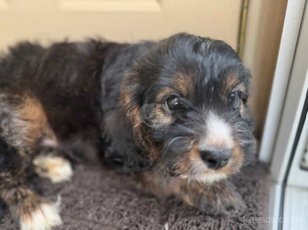 F1 miniature cockapoo's 2 boys left for sale in Aberdeen, Aberdeen City - Image 4