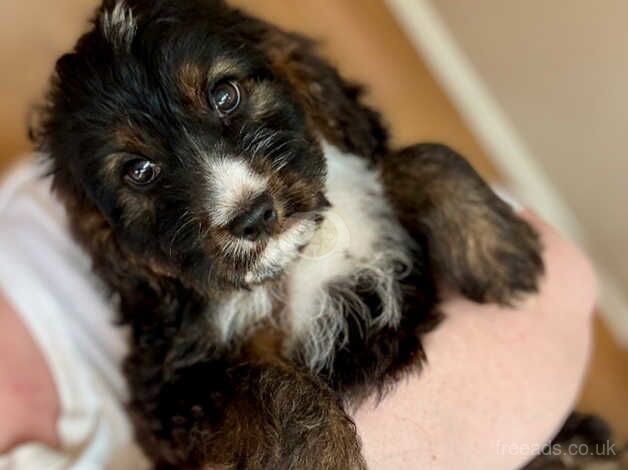 F1 miniature cockapoo's 2 boys left for sale in Aberdeen, Aberdeen City - Image 5