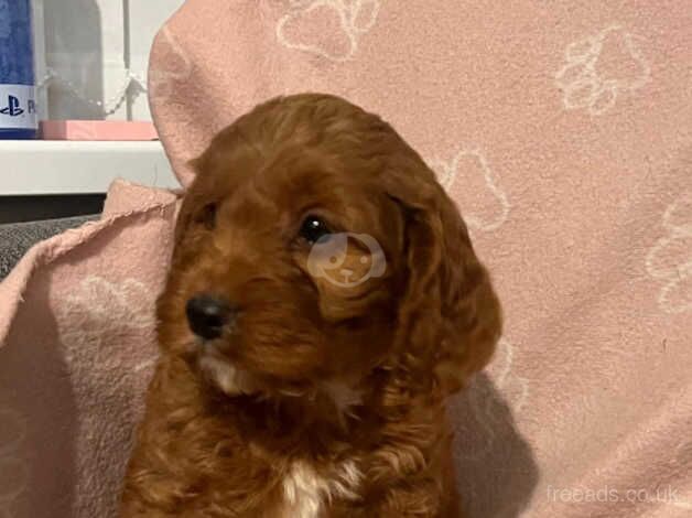 F1 miniature Cockapoo's for sale in Newcastle upon Tyne, Tyne and Wear