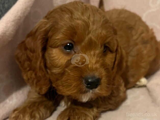 F1 miniature Cockapoo's for sale in Newcastle upon Tyne, Tyne and Wear - Image 2