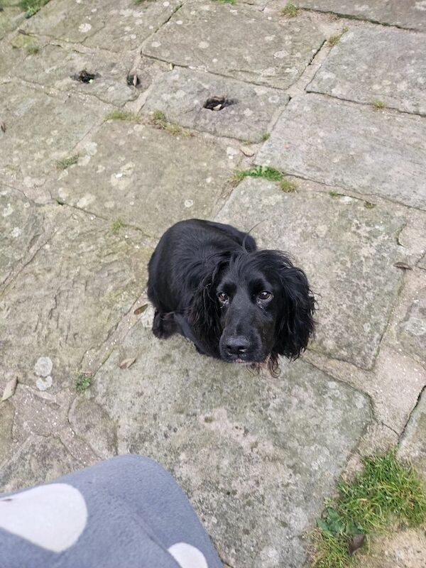 Cockapoo Puppies for sale in North Yorkshire