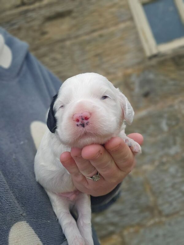 F1 Miniature Cockerpoos for sale in Kirkbymoorside, North Yorkshire - Image 7