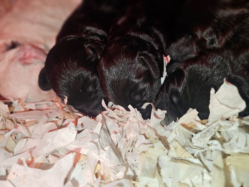 Cockapoo Puppies for sale