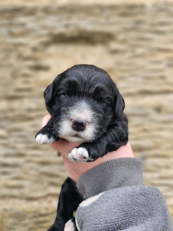 F1 Miniature Cockerpoos for sale in Kirkbymoorside, North Yorkshire - Image 10