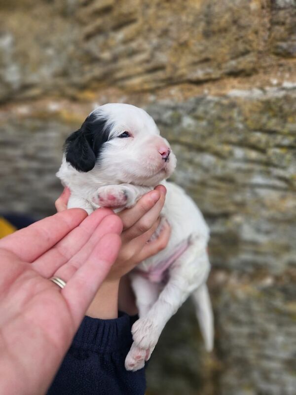 F1 Miniature Cockerpoos for sale in Kirkbymoorside, North Yorkshire - Image 7