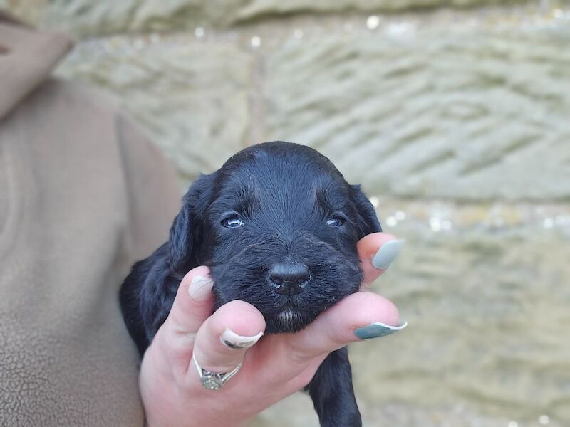 F1 Miniature Cockerpoos for sale in Kirkbymoorside, North Yorkshire - Image 10