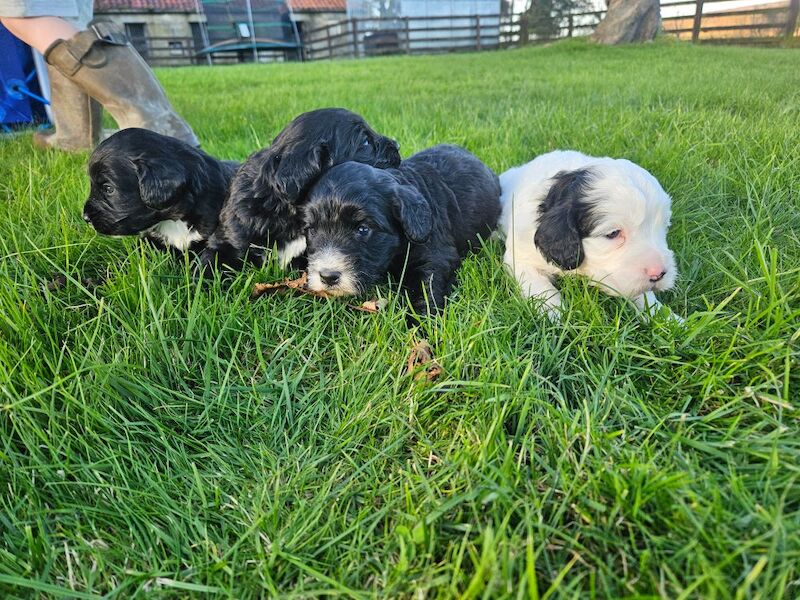 F1 Miniature Cockerpoos for sale in Kirkbymoorside, North Yorkshire - Image 11