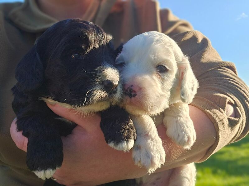 F1 Miniature Cockerpoos for sale in Kirkbymoorside, North Yorkshire - Image 13