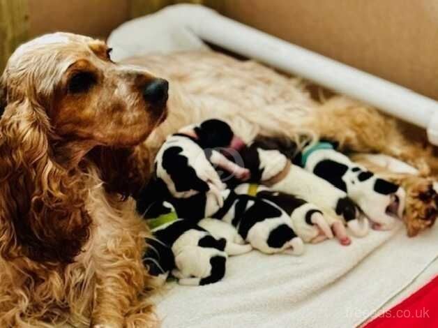 F1 rare patterned DNA tested Cockapoo puppies for sale in Mountain Ash, Rhondda Cynon Taf - Image 1