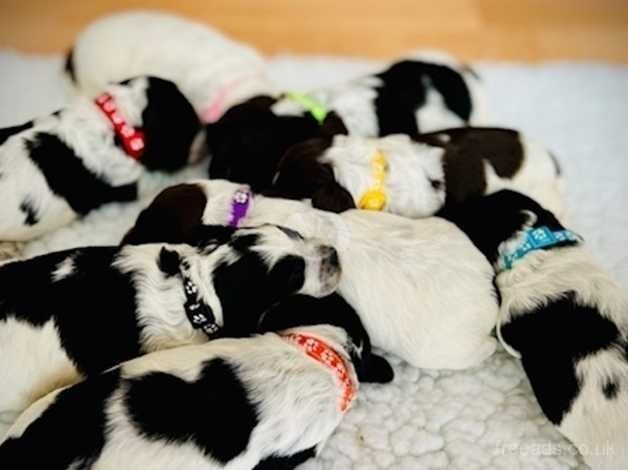 F1 rare patterned DNA tested Cockapoo puppies for sale in Mountain Ash, Rhondda Cynon Taf - Image 3