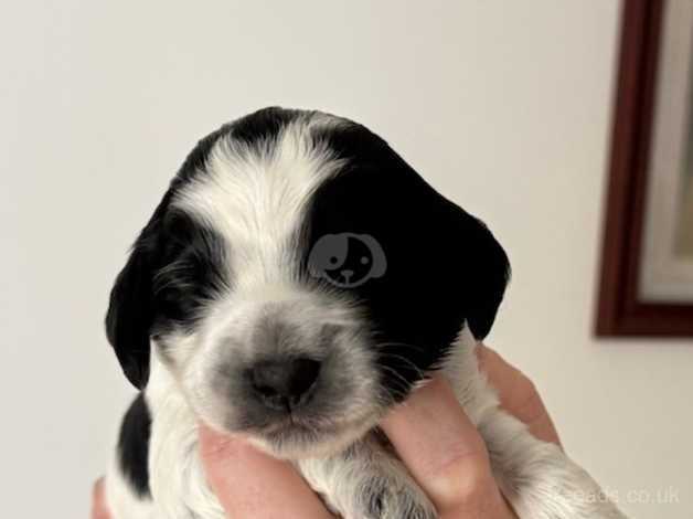 F1 rare patterned DNA tested Cockapoo puppies for sale in Mountain Ash, Rhondda Cynon Taf - Image 4