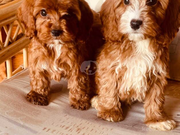 F1 red Cockapoo puppies for sale in Leatherhead, Surrey - Image 1