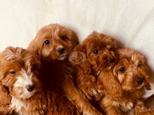 F1 red Cockapoo puppies for sale in Leatherhead, Surrey - Image 2