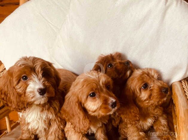 F1 red Cockapoo puppies for sale in Leatherhead, Surrey - Image 3