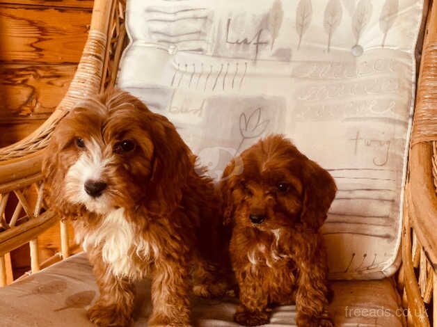 F1 red Cockapoo puppies for sale in Leatherhead, Surrey - Image 4