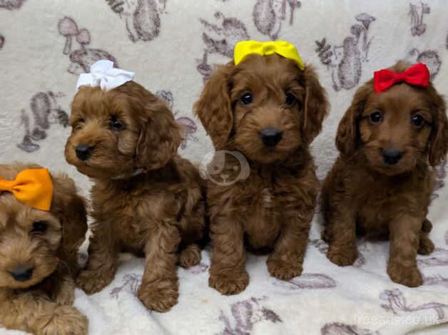 F1 red Cockapoos for sale in Packington, Leicestershire - Image 1