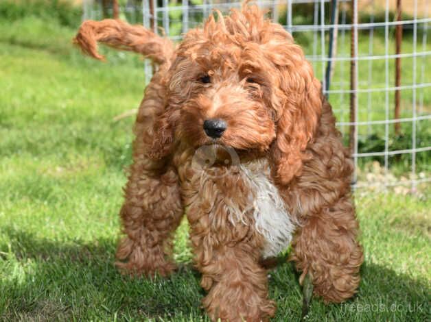 F1 Red Male Ready Now. for sale in Addlethorpe, Lincolnshire - Image 1