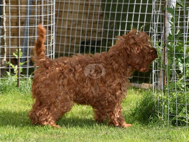 F1 Red Male Ready Now. for sale in Addlethorpe, Lincolnshire - Image 4