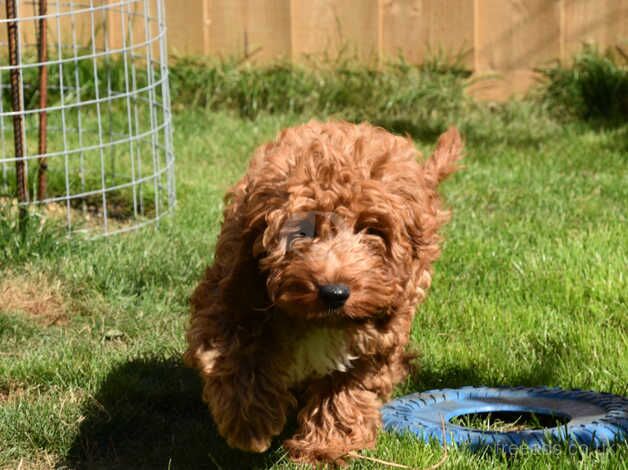 F1 Red Male Ready Now. for sale in Addlethorpe, Lincolnshire - Image 5