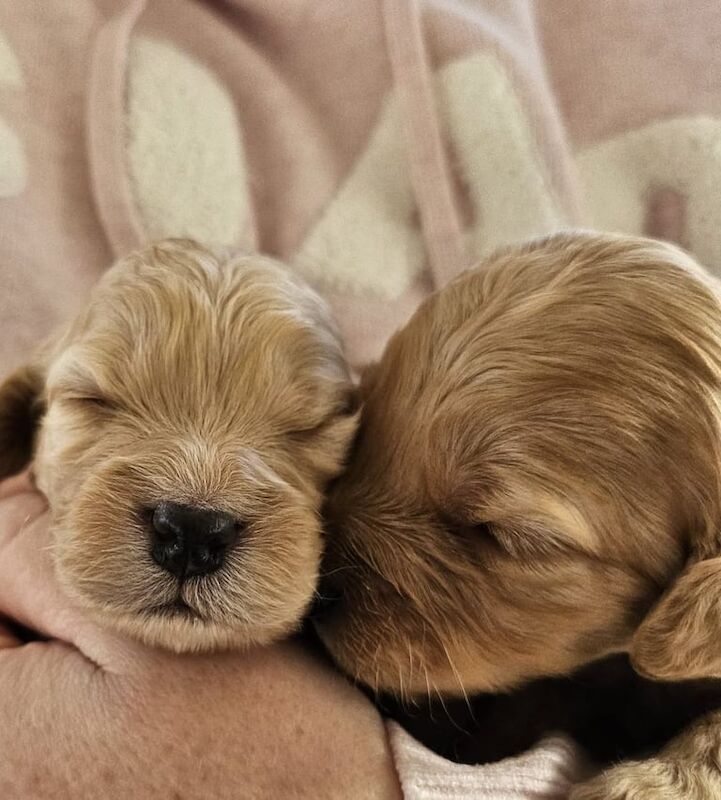 F1 SHOW COCKAPOO PUPPIES for sale in Girvan, Ayrshire and Arran