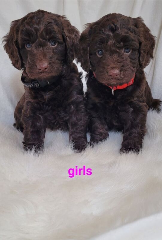 F1 show typ miniature cockapoo puppies ready now for sale in Prestatyn, Denbighshire - Image 2