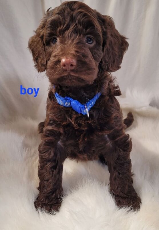 F1 show typ miniature cockapoo puppies ready now for sale in Prestatyn, Denbighshire - Image 3