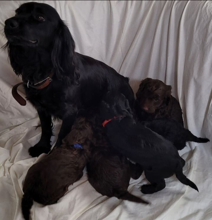 F1 show typ miniature cockapoo puppies ready now for sale in Prestatyn, Denbighshire - Image 4