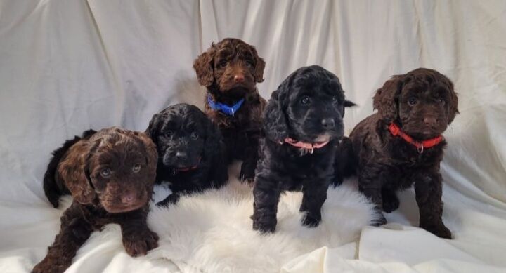 F1 show typ miniature cockapoo puppies ready now for sale in Prestatyn, Denbighshire