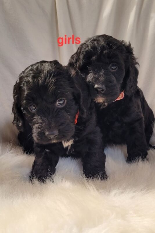 F1 show typ miniature cockapoo puppies ready now for sale in Prestatyn, Denbighshire - Image 5