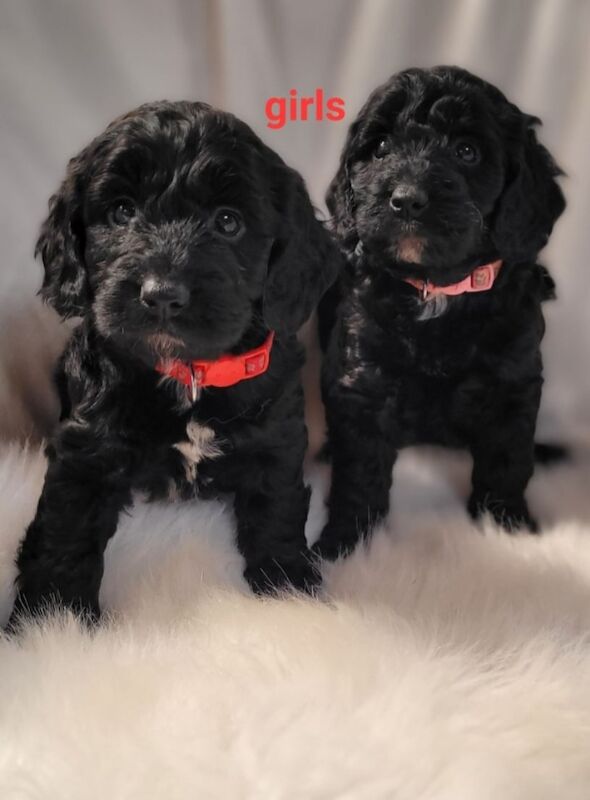 F1 show typ miniature cockapoo puppies ready now for sale in Prestatyn, Denbighshire - Image 6