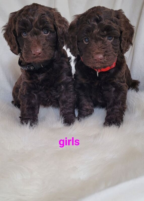 F1 show typ miniature cockapoo puppies ready now for sale in Prestatyn, Denbighshire - Image 7