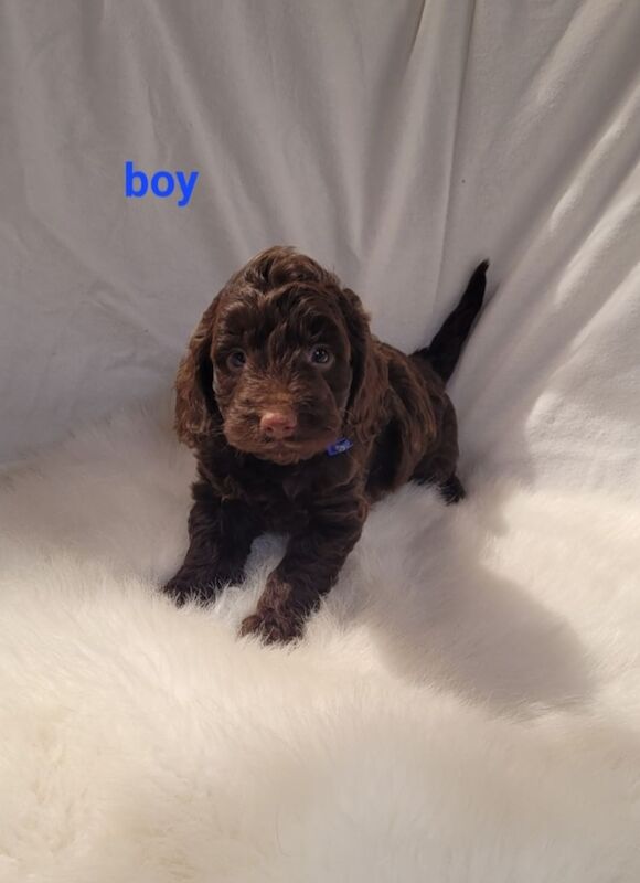 F1 show typ miniature cockapoo puppies ready now for sale in Prestatyn, Denbighshire - Image 8