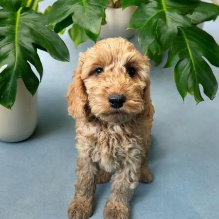 F1 show type cockapoo pups, fully vaccinated, ready now for sale in Eccleshall, Staffordshire