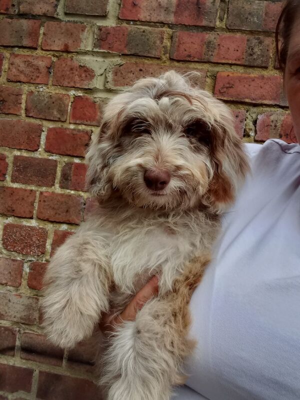 F1 Showtype miniature cockapoo both vaccination for sale in Gravesend, Kent