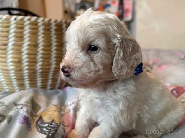 F1 toy cockapoo pups for sale in Penrith, Cumbria