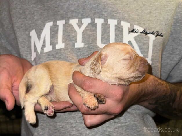 F1 toy cockapoo pups for sale in Penrith, Cumbria - Image 3