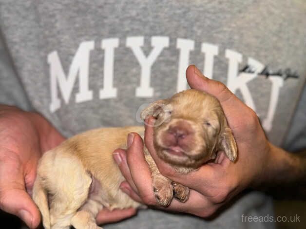 Cockapoo Puppies for sale