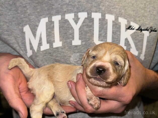 F1 toy cockapoo pups for sale in Penrith, Cumbria - Image 5