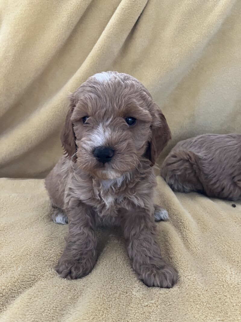 Cockapoo Puppies for sale