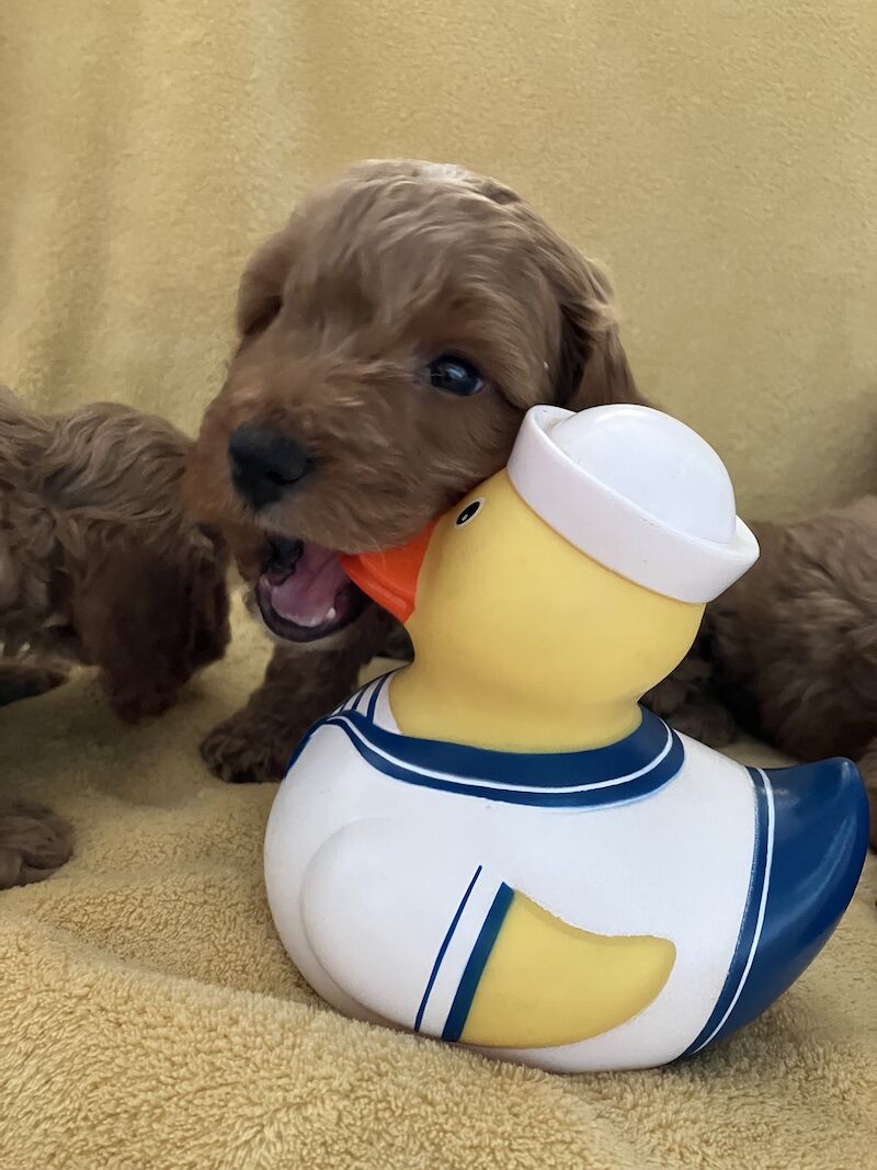 F1 Toy/Show cockapoo puppies both parents KC registered & Health tested for sale in Baschurch, Shropshire - Image 6