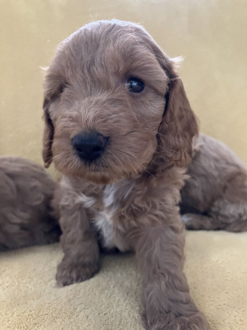 F1 Toy/Show cockapoo puppies both parents KC registered & Health tested for sale in Baschurch, Shropshire - Image 7