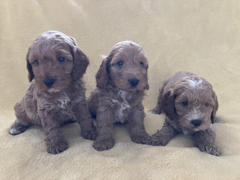 Cockapoo Puppies for sale in Shropshire