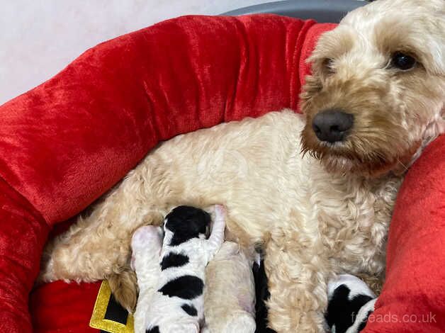 F1B cocapoo puppies for sale in Montrose, Angus - Image 1