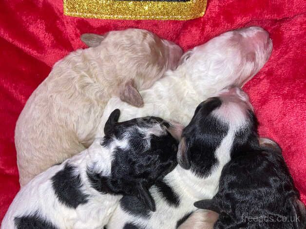 F1B cocapoo puppies for sale in Montrose, Angus - Image 2