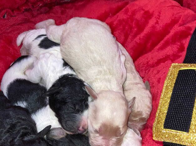 F1B cocapoo puppies for sale in Montrose, Angus - Image 3