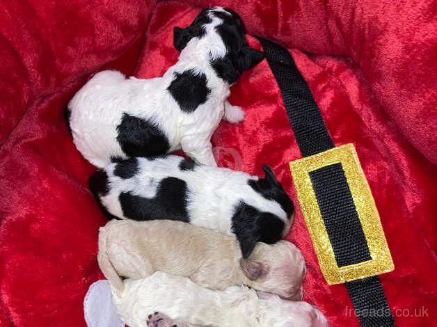 F1B cocapoo puppies for sale in Montrose, Angus - Image 4