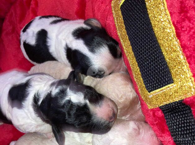 F1B cocapoo puppies for sale in Montrose, Angus - Image 5