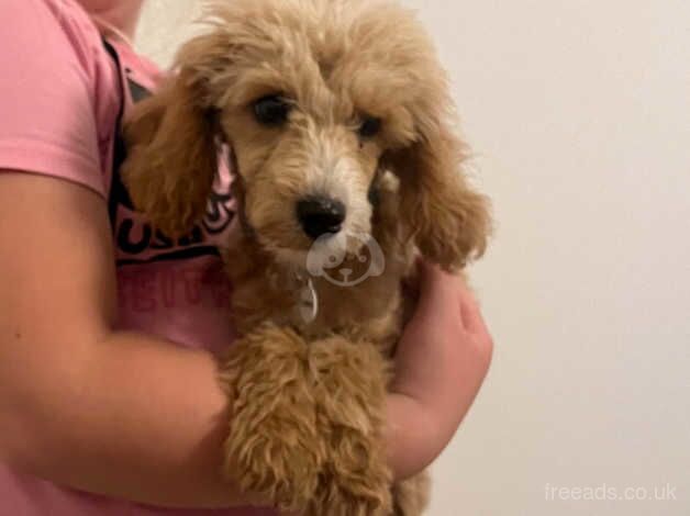 F1B cockapoo for sale in Tadley, Oxfordshire - Image 2